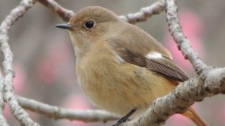 ２０１７年１月謹賀新年